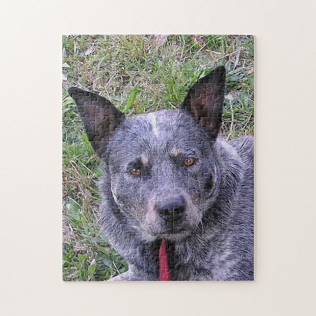 Puzzle Australian_beef_dog blue.png (Vertical)
