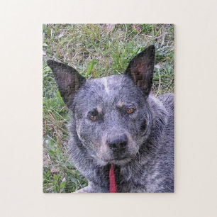 Puzzle Australian_cattle_dog blue.png