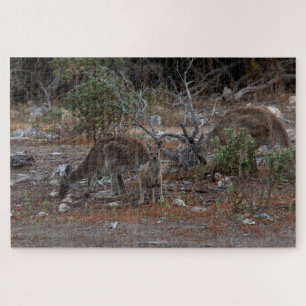 Puzzle Australie Famille Kangaroo : maman, papa, bébé Joe