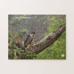 Puzzle Automne - Faucon pèlerin