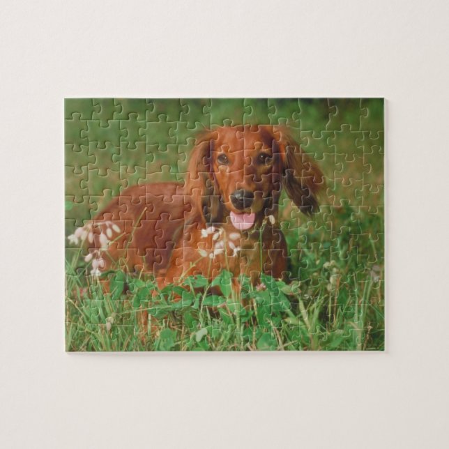 Puzzle aux cheveux longs rouge de chien de teckel (Horizontal)