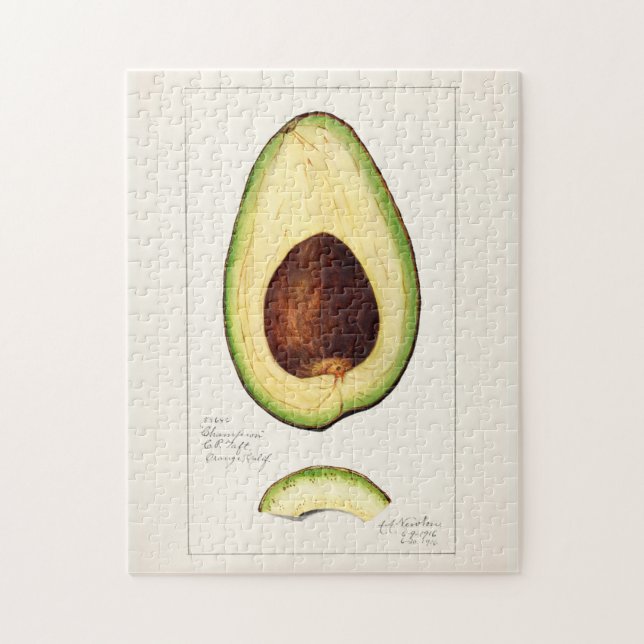 Puzzle Avocado (Persea) Peinture d'aquarelle de fruits (Vertical)