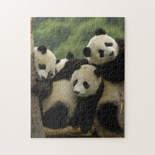 Puzzle Baby panda géante Ailuropoda melanoleuca) (Vertical)