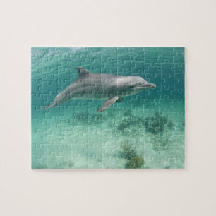 Puzzle Bahamas, Grand Bahama Island, Freeport, Captive 6