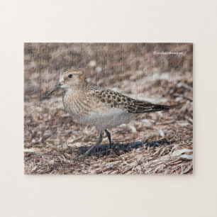 Puzzle Baird's Sandpiper sur la plage