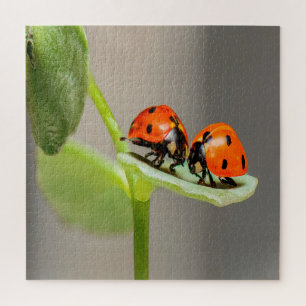 Puzzle Baiser Ladybugs