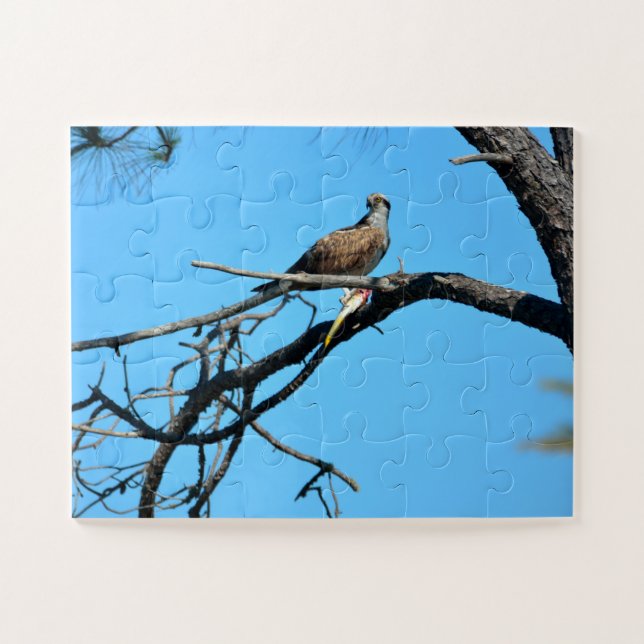 Puzzle Balbuzard pêcheur dans la nature (Horizontal)
