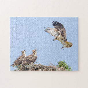 Puzzle Balbuzard pêcheur dans le nid (trois amigos)
