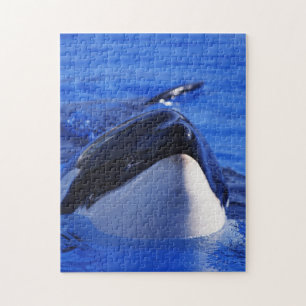 Puzzle Baleine de Killr d'orque