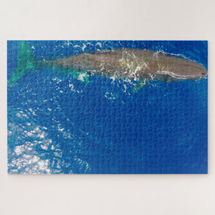 Puzzle Baleine de Sperm