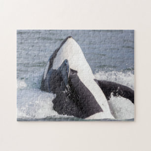 Puzzle Baleine d'Orca