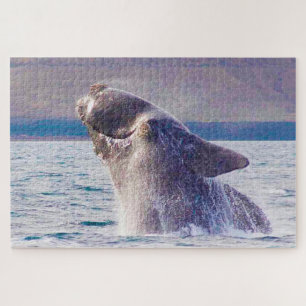Puzzle Baleine franche