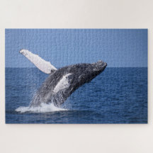 Baleines à bosse atteignant l'océan