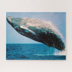 Puzzle Baleines à bosse de Jigsaw.