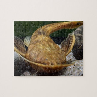 Puzzle Banjo Catfish