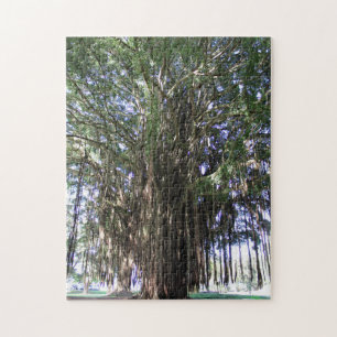 Puzzle Banyan Tree, Hilo Hawaii