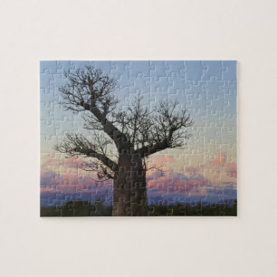 Puzzle Baobabs, Berenty, Toliara, Madagascar
