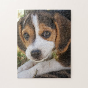Puzzle Beagle Chien Chien Chien Chien Chien Chien Chien C
