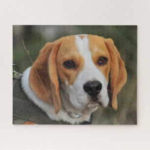 Puzzle Beagle Hound Dog