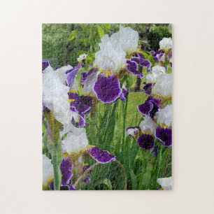 Puzzle Bearded Irises Spring Flowers