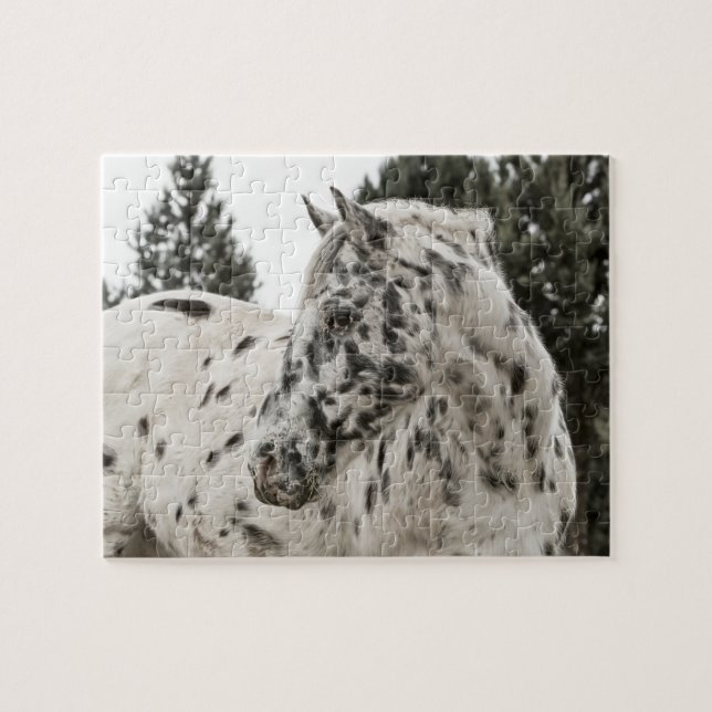 Puzzle Beau Appaloosa noir et blanc (Horizontal)