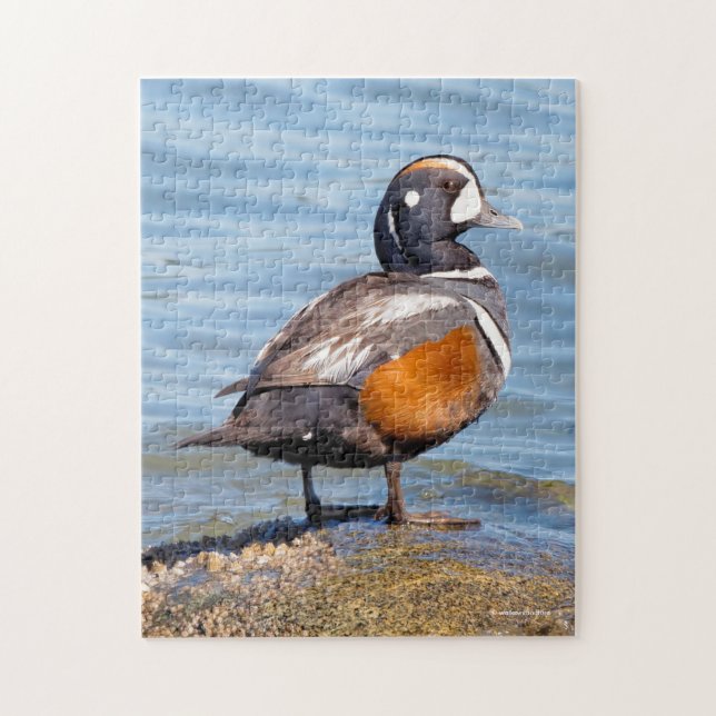 Puzzle Beau canard arlequin sur le rocher (Vertical)