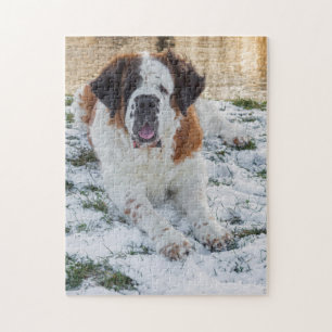 Puzzle Beau chien Saint Bernard