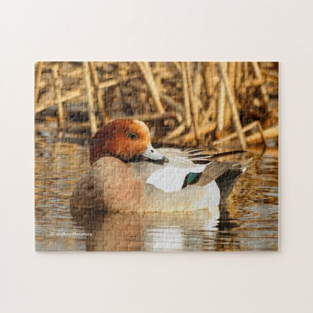 Puzzle Beau étranger en ville Eurasian Wigeon (Horizontal)