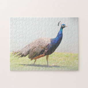 Puzzle Beau Peacock Bird