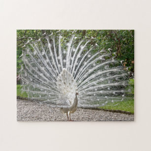 Puzzle Beau Peacock Blanc Avec Pleine Plumes Étalé J