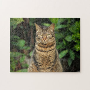 Puzzle Beau Tabby Cat