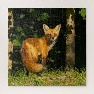 Puzzle Beauté Red Fox