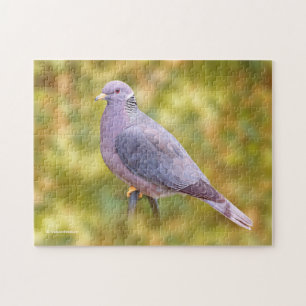 Puzzle Beautiful Band-Tailed Pigeon in My Backyard