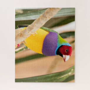 Puzzle Beautiful Colorful Zebra Finch Bird