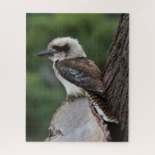 Puzzle Beautiful Kookaburra Bird Australie, 520 pièces
