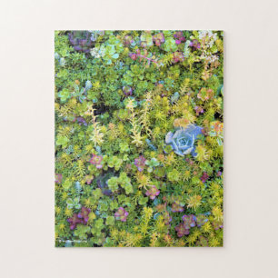 Puzzle Beautiful Living Succulents Picture Frame