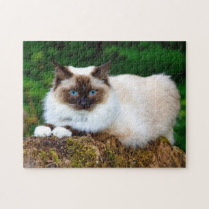 Puzzle Beautiful Siamese Cat