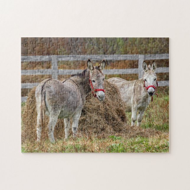 Puzzle Beaux ânes (Horizontal)