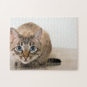 Puzzle Beaux yeux bleu chat croustillant coeur