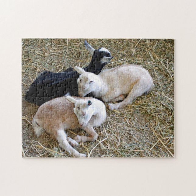 Puzzle Bébé chèvres dormant (Horizontal)