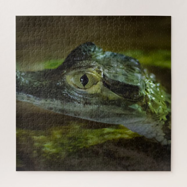 Puzzle Bébé Crocodile nager dans l'eau (Vertical)