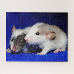 Puzzle Bébé Fancy Pet Rat Pups