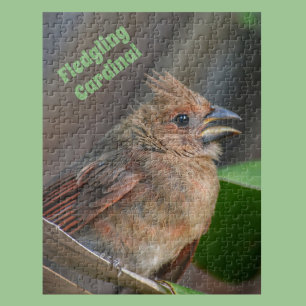Puzzle Bébé mignon Cardinal Oiseau Photographie Nature