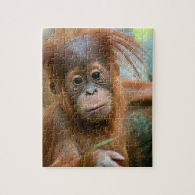 Puzzle Bébé Orangutan, face à face (Vertical)