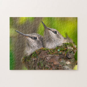 Puzzle Bébés colibris