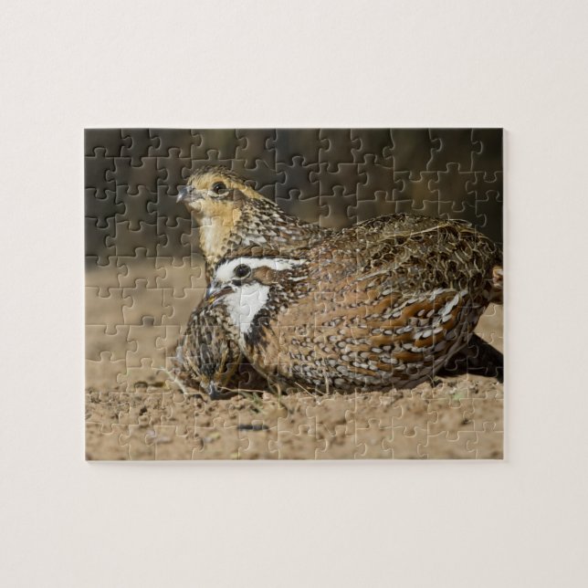 Puzzle Bébés de caille nordique Bobwhite à l'étang pour b (Horizontal)