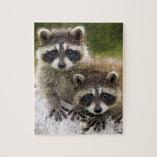 Puzzle Bébés de raton laveur (Vertical)