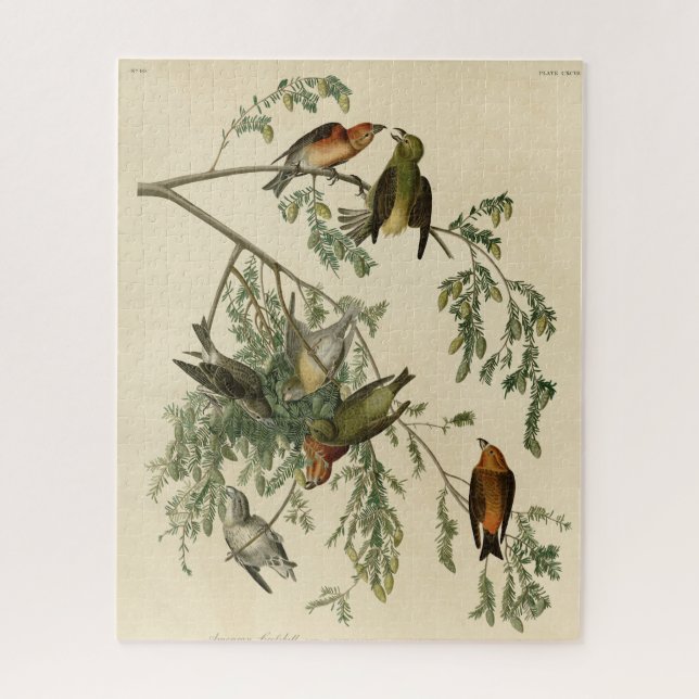 Puzzle Bec-croisé américain des oiseaux d'Amérique d'Audu (Vertical)