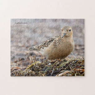 Puzzle Bécasseau à poitrine cendrée magnifique sur la pla