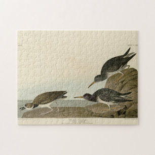 Puzzle Bécasseau mauve des oiseaux d'Amérique d'Audubon